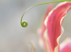 葉っぱがクルクル