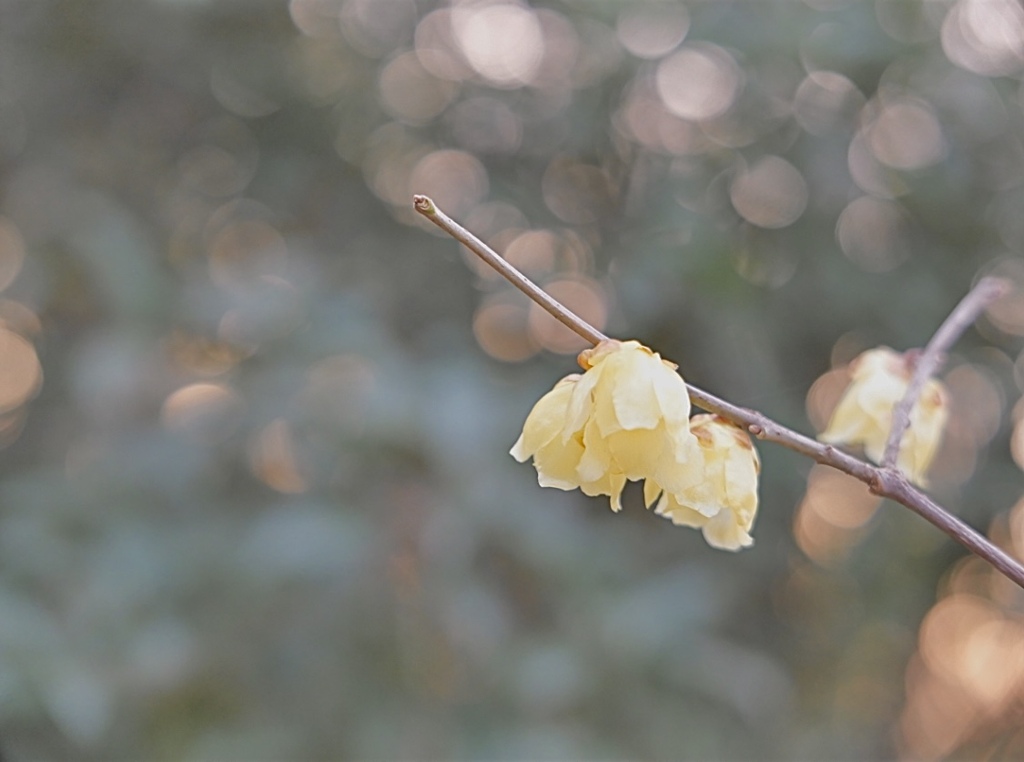 甘い風が吹くから