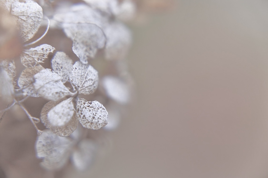 レース模様みたいな、冬