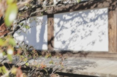 陽だまりの模様