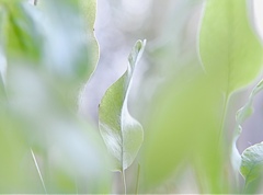 ゆらりゆらゆら