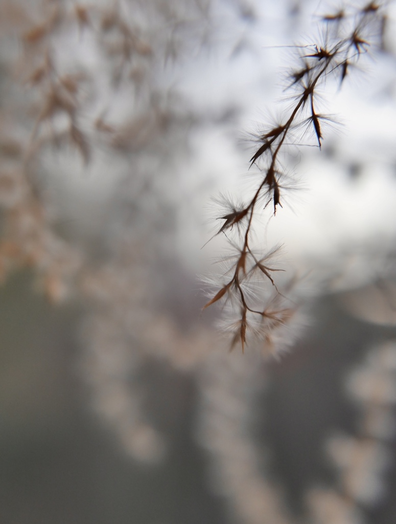 ススキが揺れたら