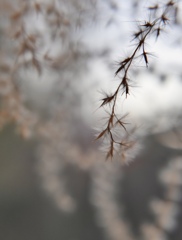 ススキが揺れたら