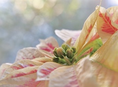 キラキラな日を待ってる、、