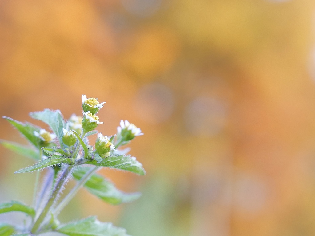 オレンジ色に染まる道で