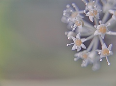 お菓子みたいな、