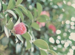 やさしい光を感じて