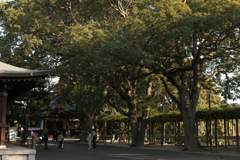 宮地嶽神社_20251116_02