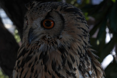 宮地嶽神社_20251116_05