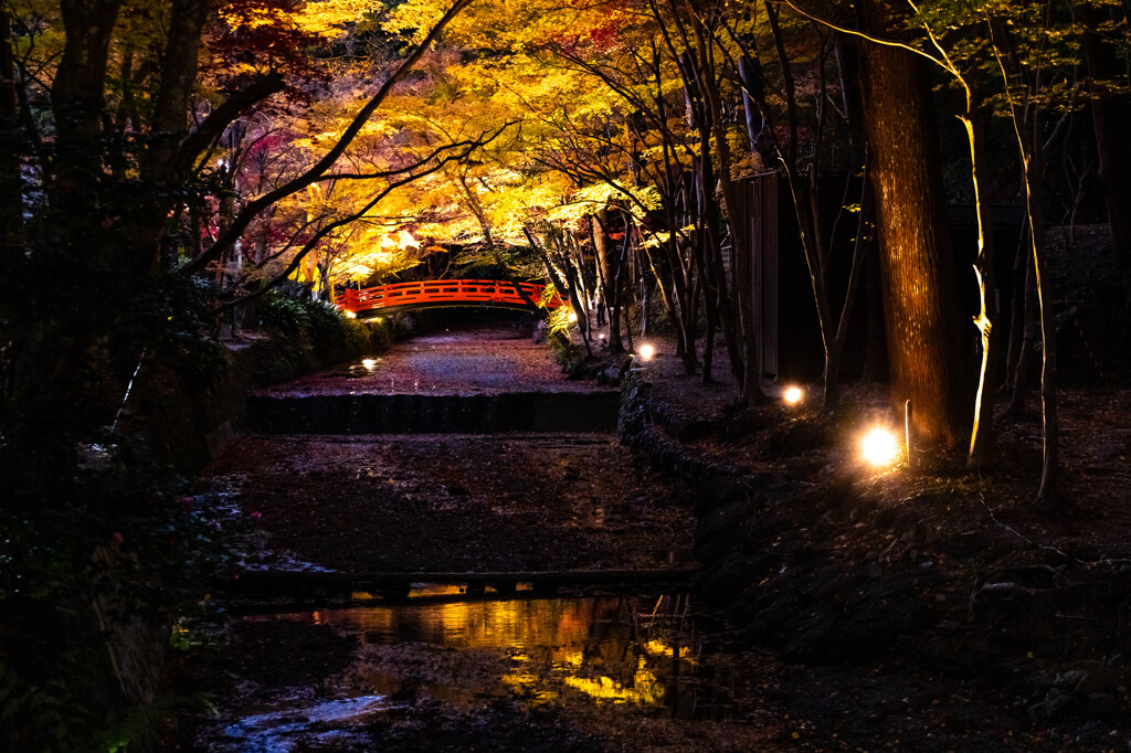 小国神社ライトアップ