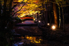 小国神社ライトアップ