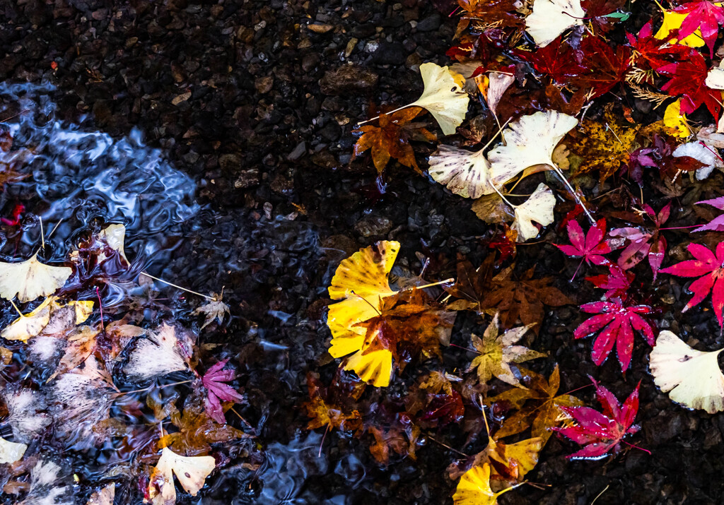 流れゆく秋