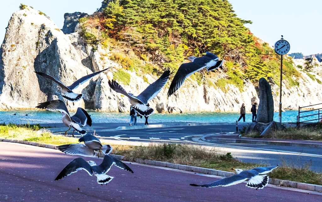 ウミネコダッシュ