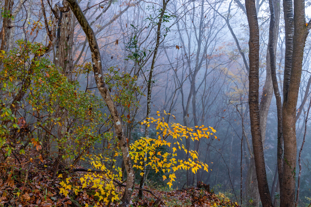 霧の森