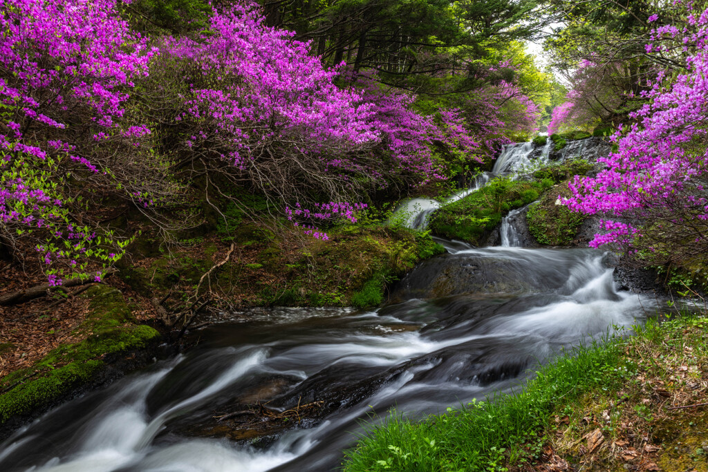 満開の滝