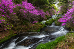 満開の滝
