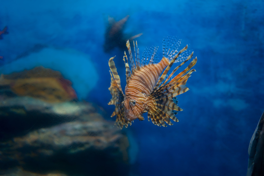 ハナミノカサゴ