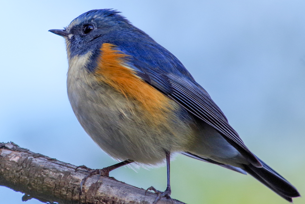 手が届きそうな蒼