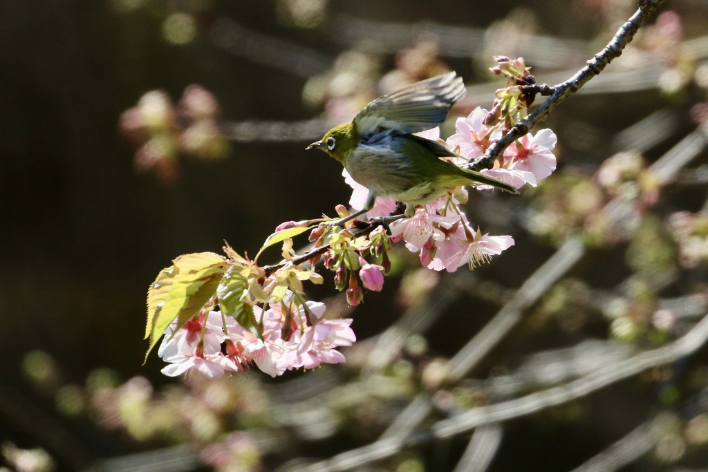 河津桜にメジロ