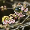 河津桜にメジロ