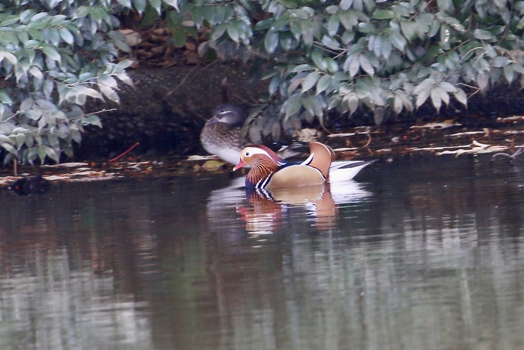 オシドリ♂、♀