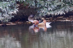 オシドリ♂、♀