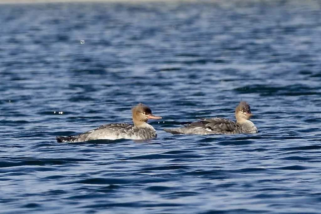 ウミアイサ(海秋沙)
