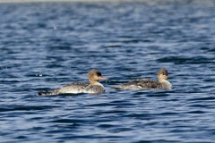 ウミアイサ(海秋沙)
