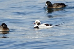 珍しいカモ・・・コオリガモ(氷鴨)