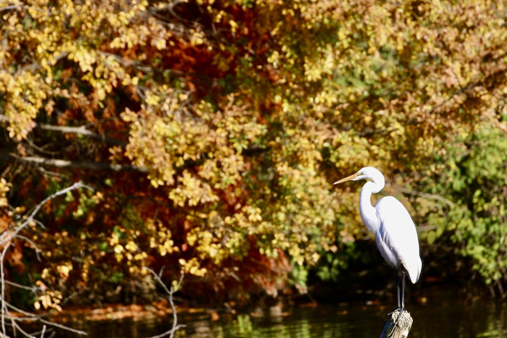 ダイサギ(大鷺)