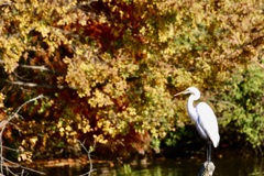 ダイサギ(大鷺)