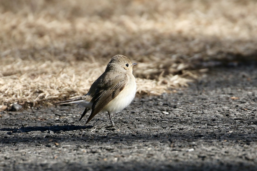 地上のヒタキ①