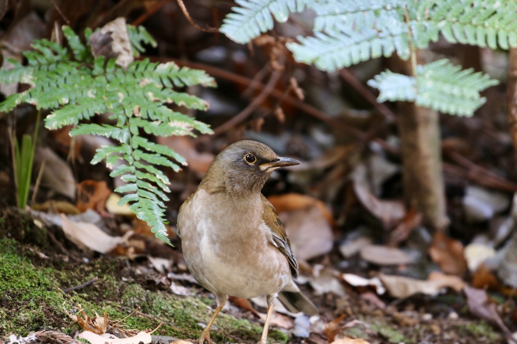 今季お初・・・シロハラ