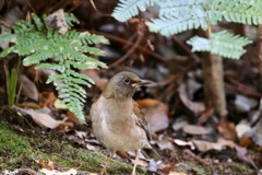 今季お初・・・シロハラ
