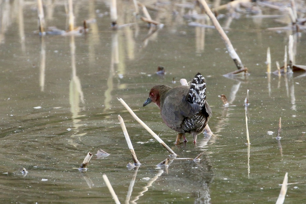 ヒクイナ(緋秧鶏)