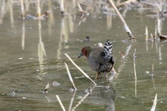 ヒクイナ(緋秧鶏)