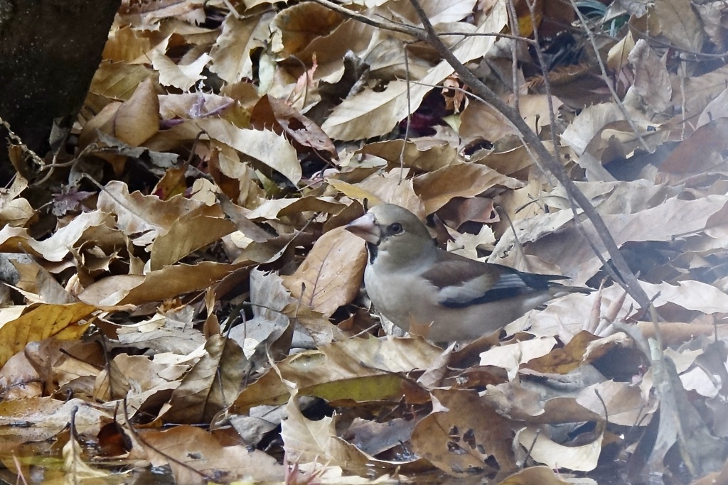 「シメを探せ」