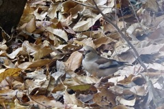 「シメを探せ」