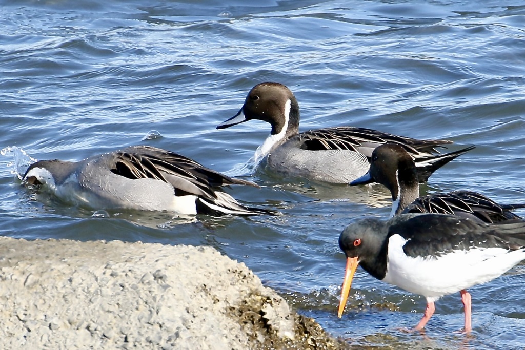 オナガガモ(尾長鴨)