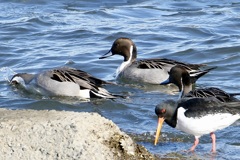オナガガモ(尾長鴨)