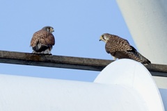 チョウゲンボウ(長元坊)のカップル