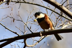 何を食べているの?