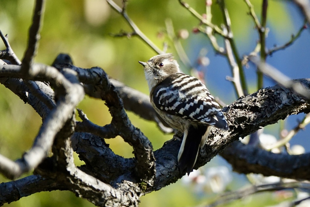 小さな大工さん・コゲラ(小啄木鳥)