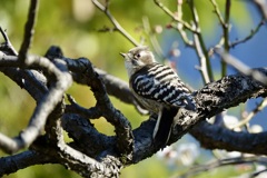 小さな大工さん・コゲラ(小啄木鳥)