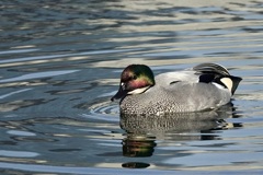 ヨシガモ(葦鴨)