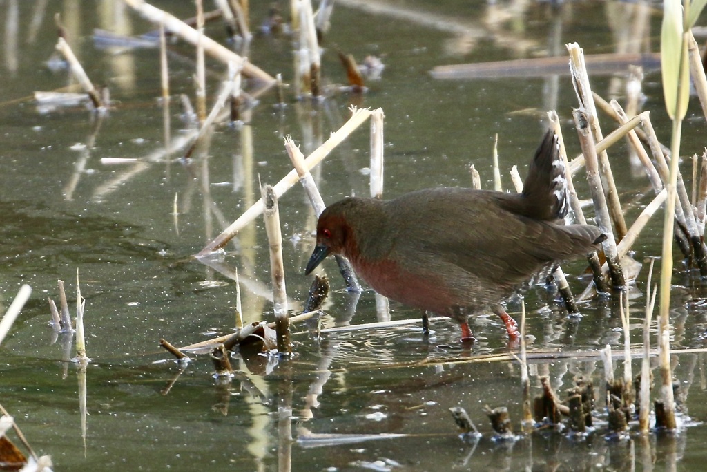 ヒクイナ(緋秧鶏)
