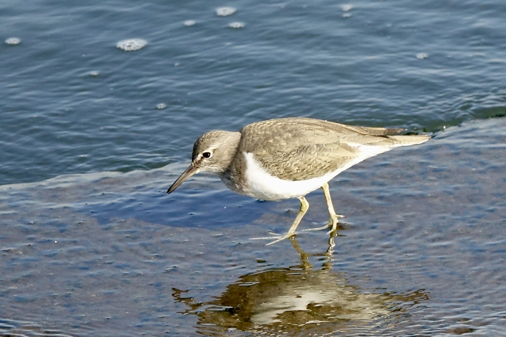イソシギ(磯鷸)