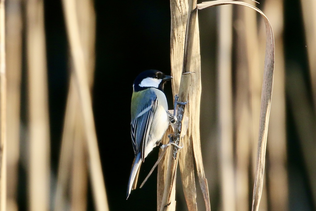 シジュウカラ(四十雀)
