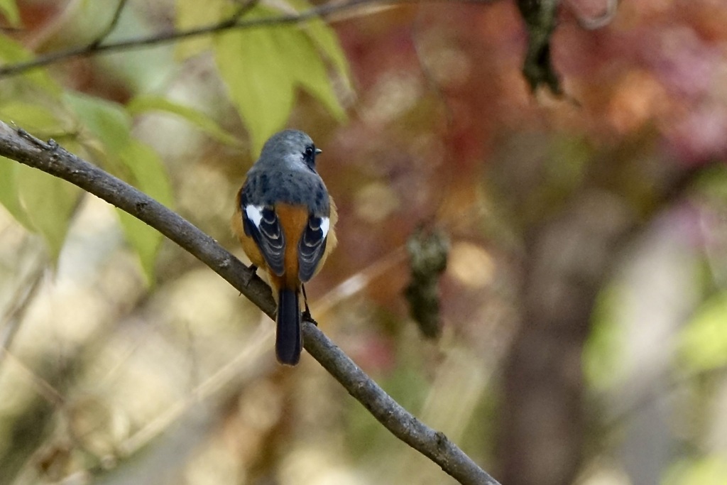 ジョビ男くんの背中