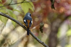 ジョビ男くんの背中